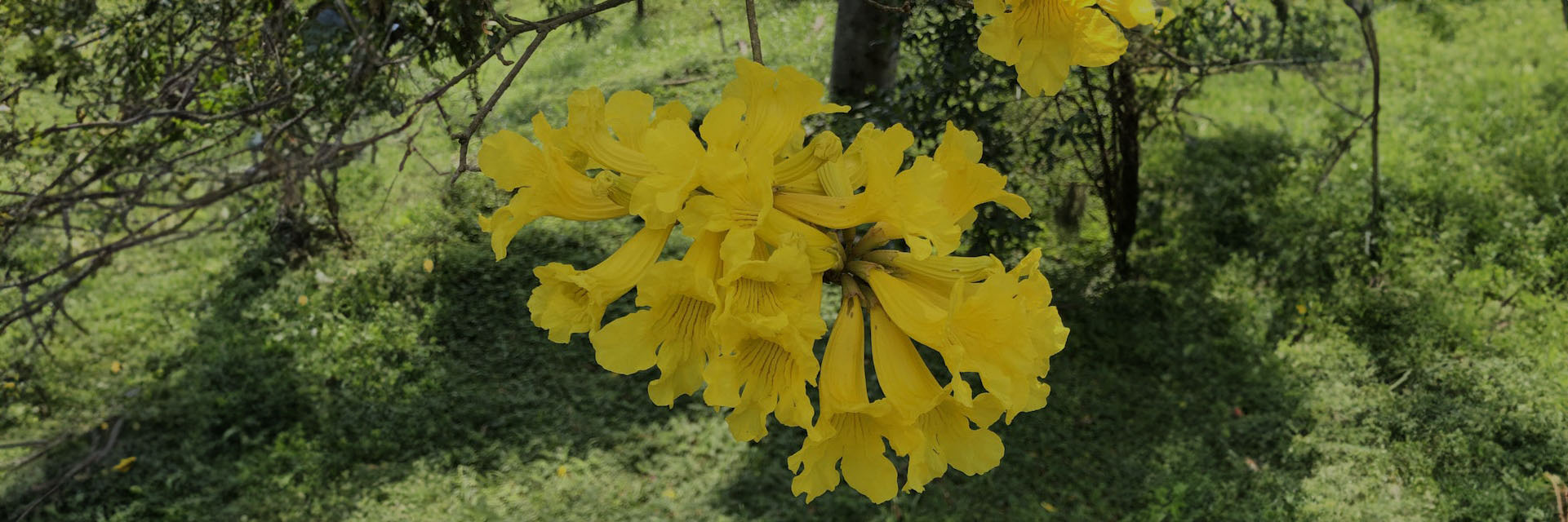 Descubra a Mata Atlântica