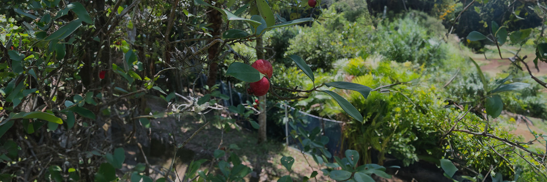 Preserve o Verde, Sustente o Futuro