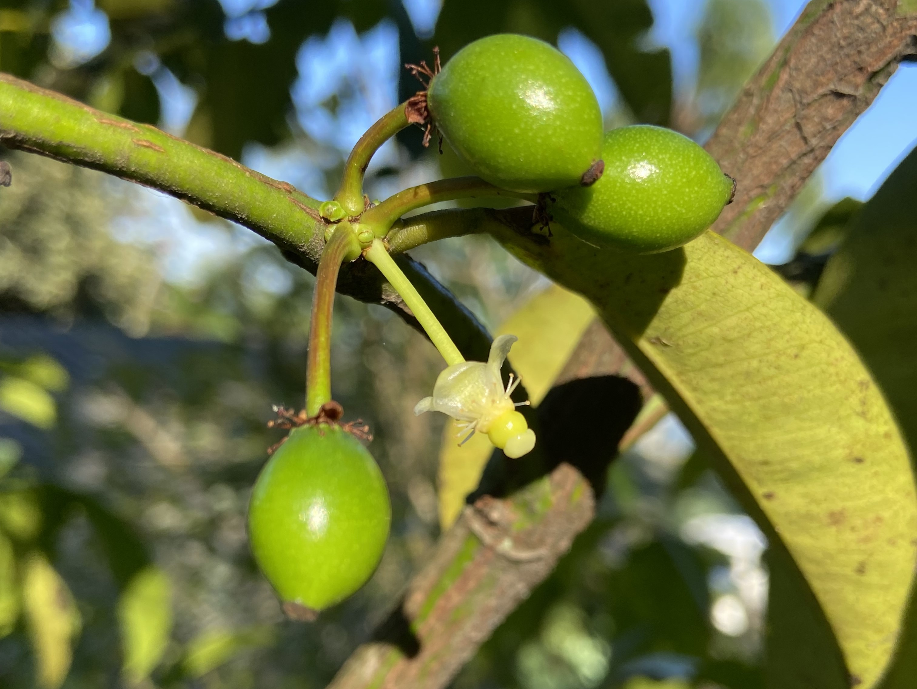 Bacupari-mirim
