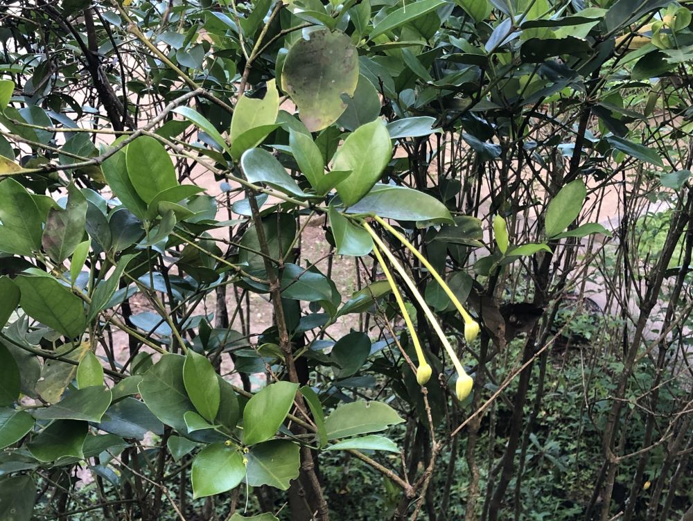 Baga-de-macaco