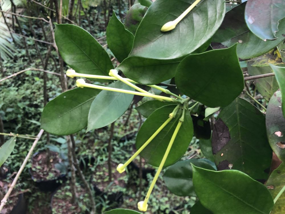 Baga-de-macaco