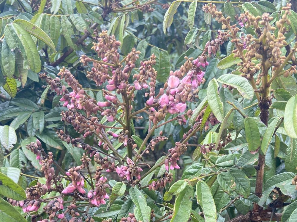 Angelim-pedra