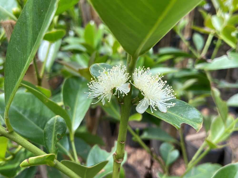 Araçá-amarelo