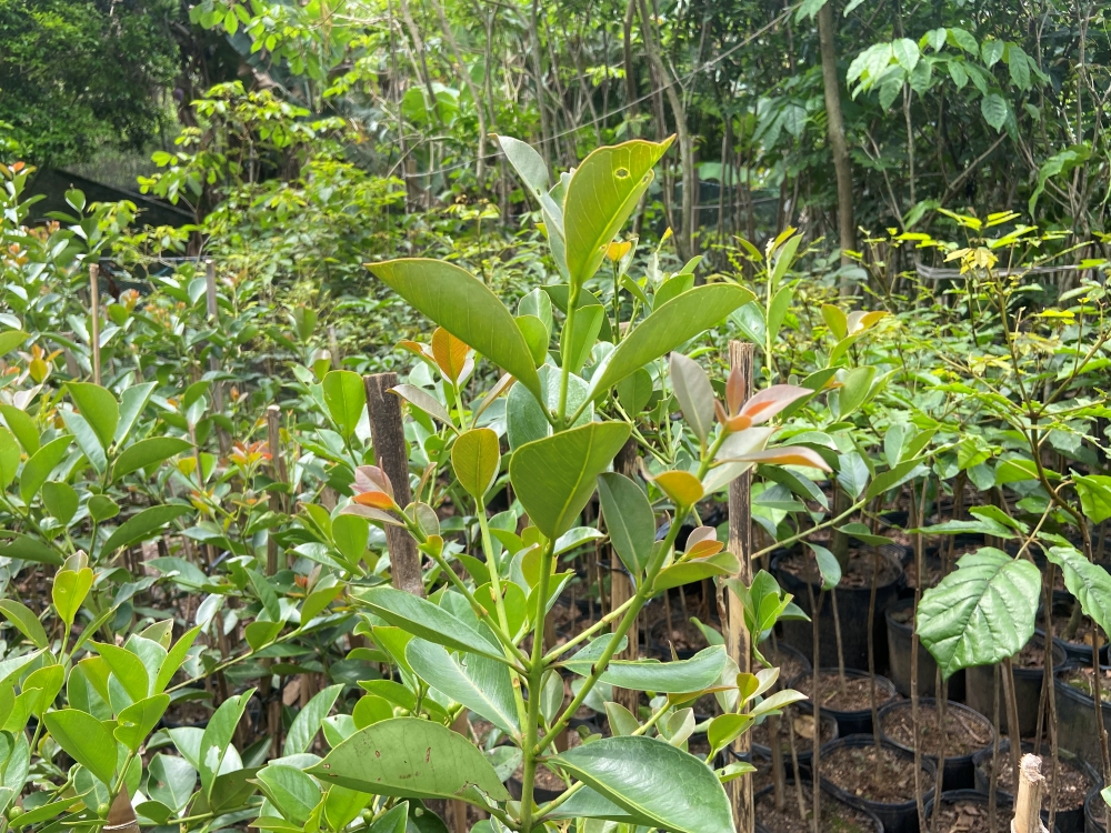 Araçá-amarelo