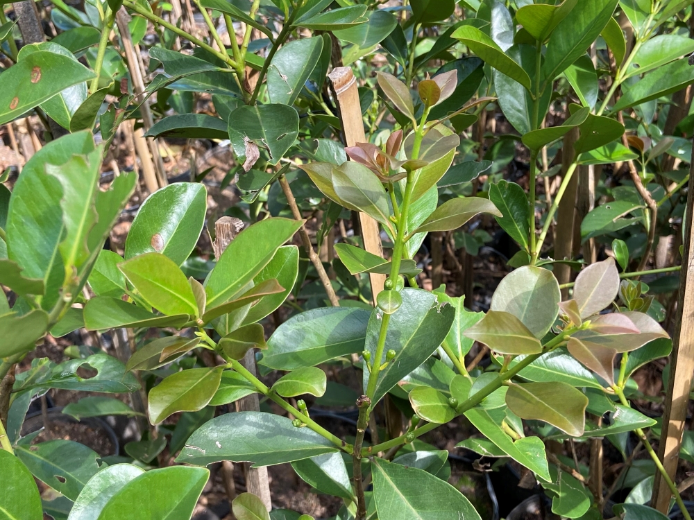 Araçá-amarelo