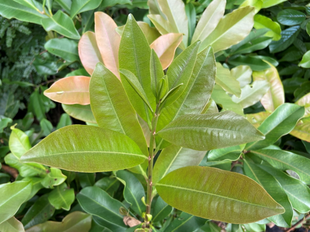 Araçá-mulato