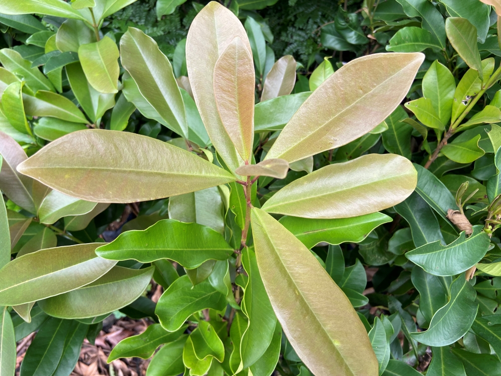 Araçá-mulato