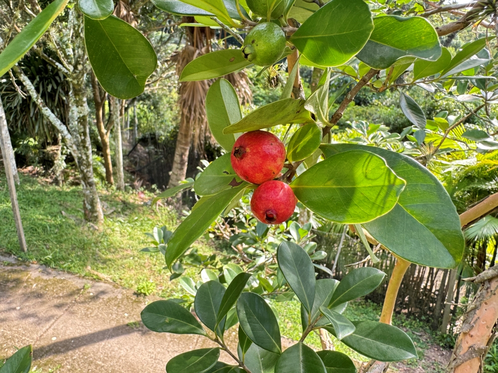 Araçá-vermelho