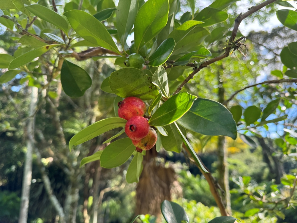 Araçá-vermelho