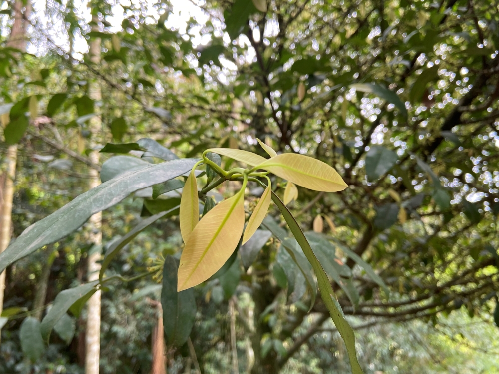 Bacupari