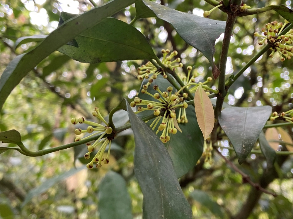 Bacupari