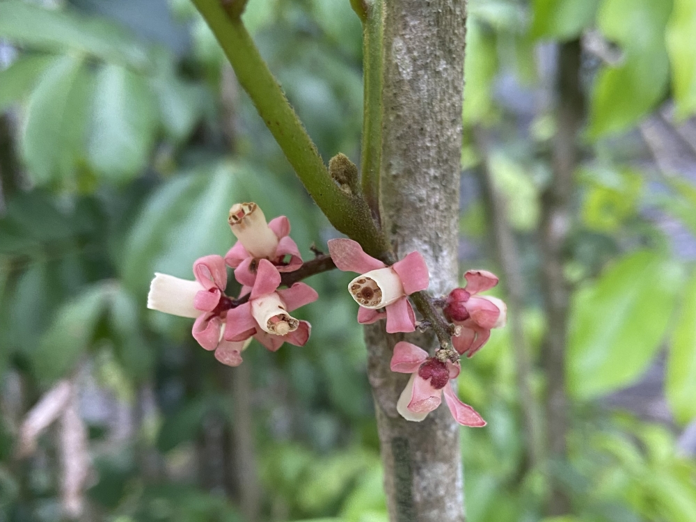 Baga-de-morcego