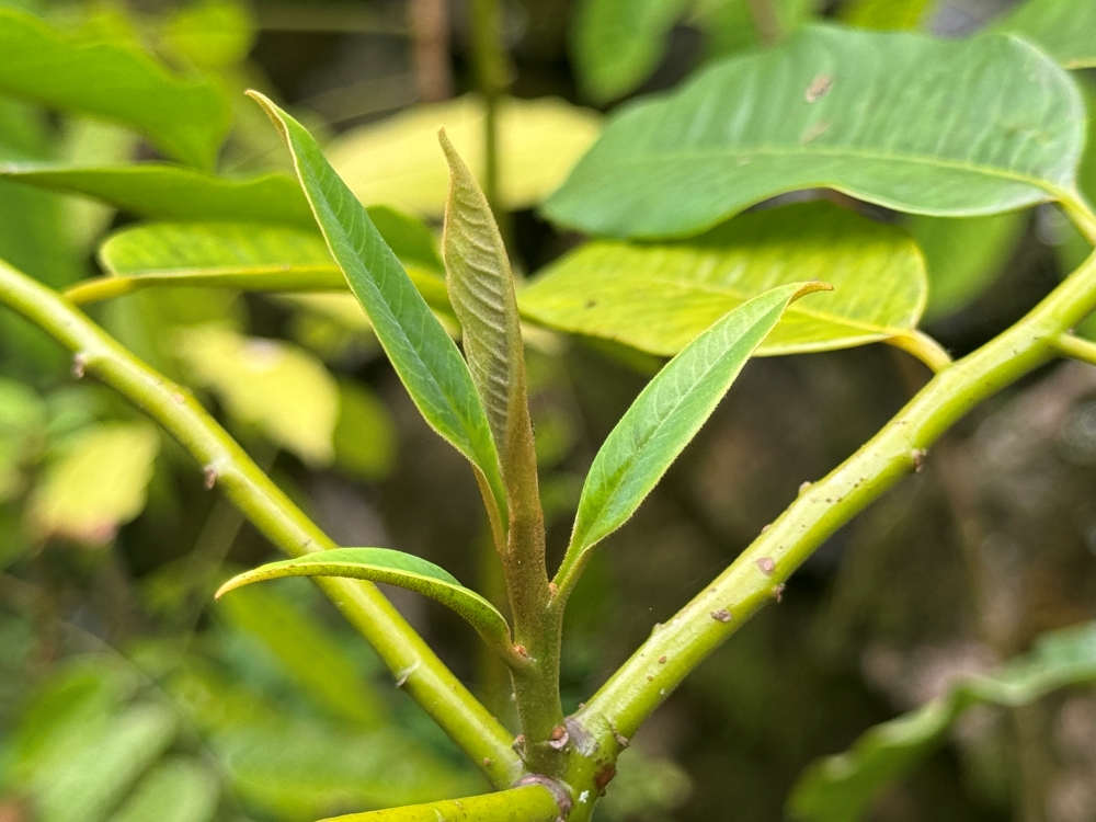 Bicuíba