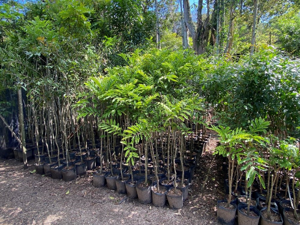 Camboata-branco