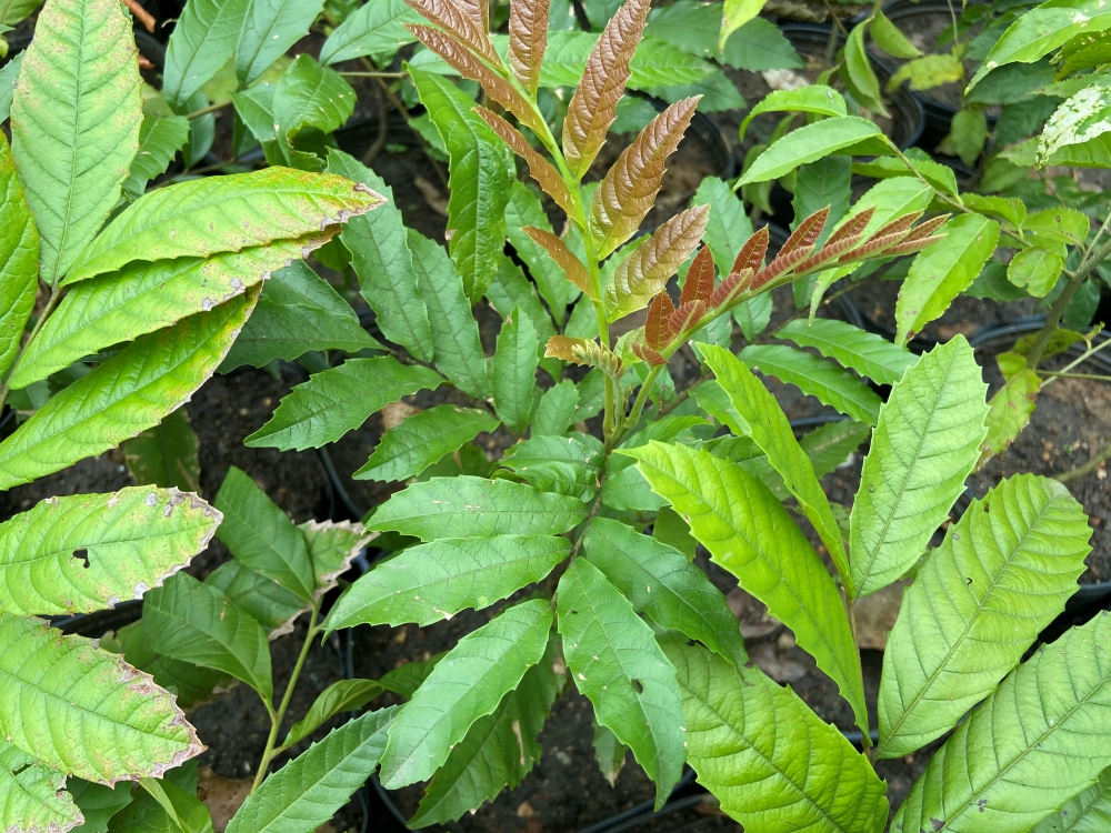 Camboata-vermelho