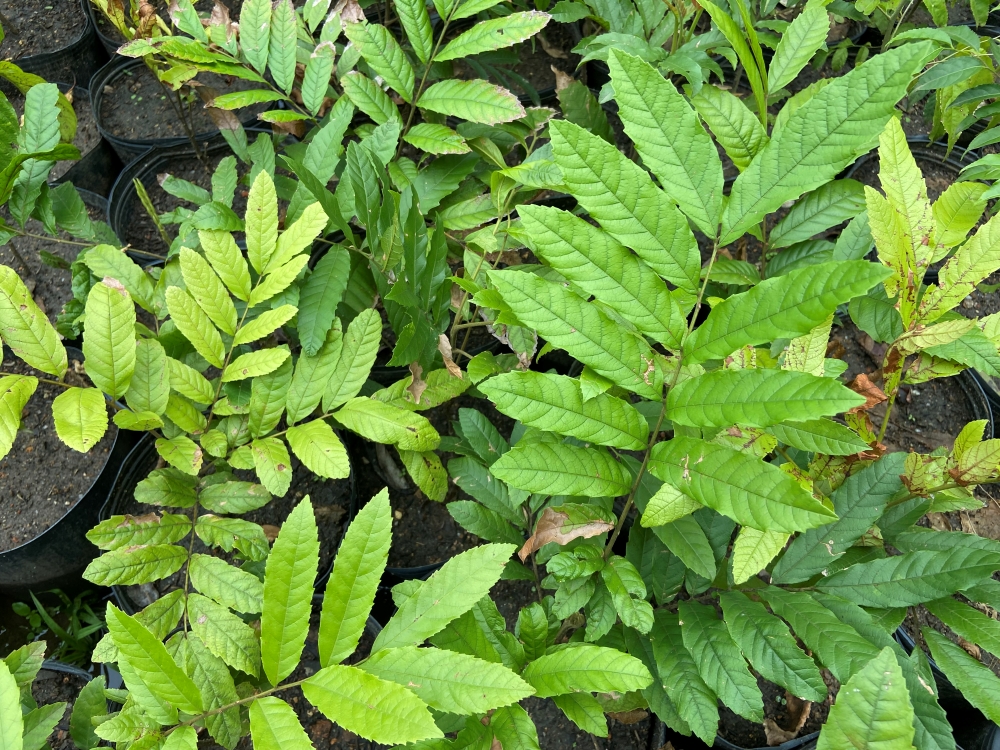 Camboata-vermelho