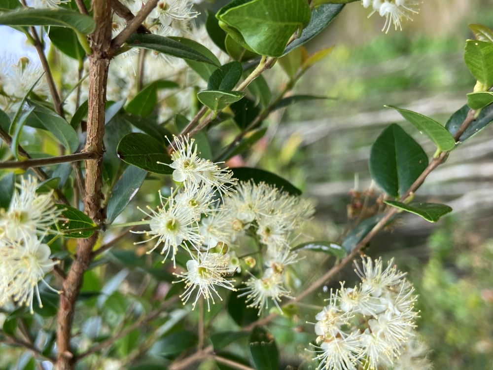 Cambuí