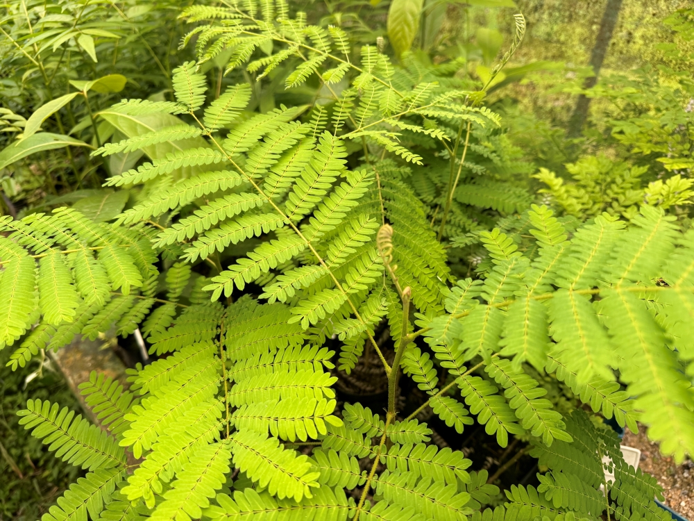 Canafístula