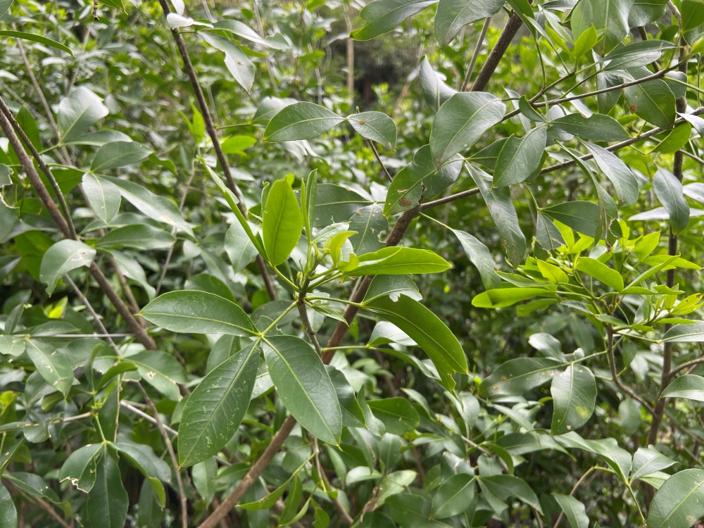 Canela-de-veado