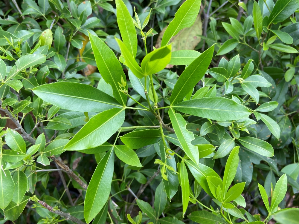 Canela-de-veado