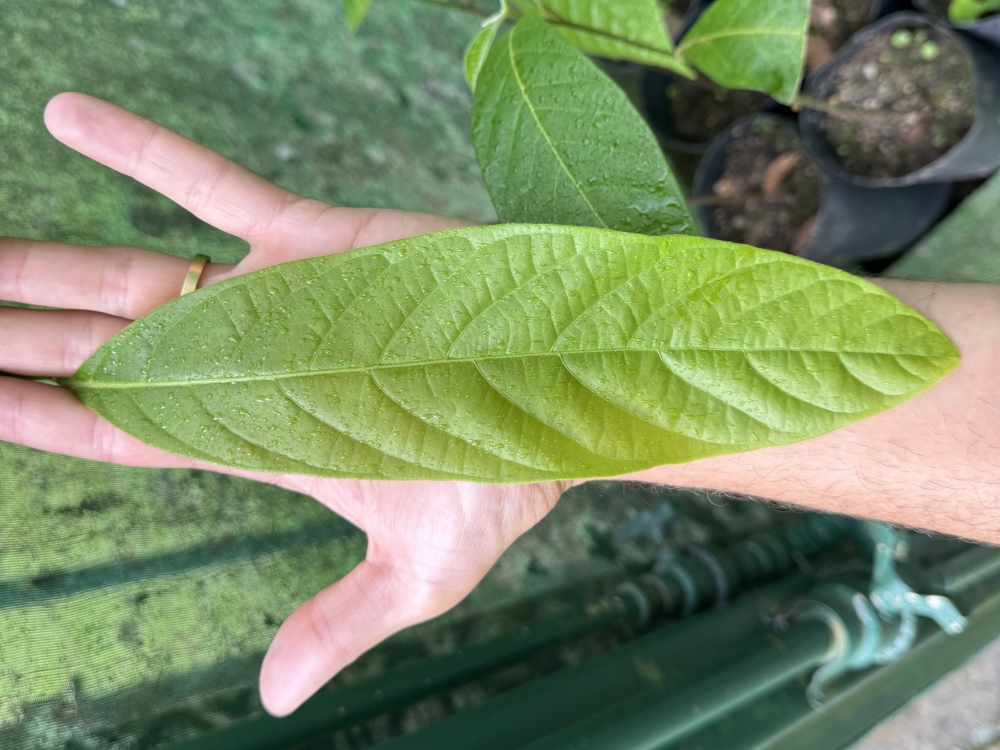 Canela-ferrugem