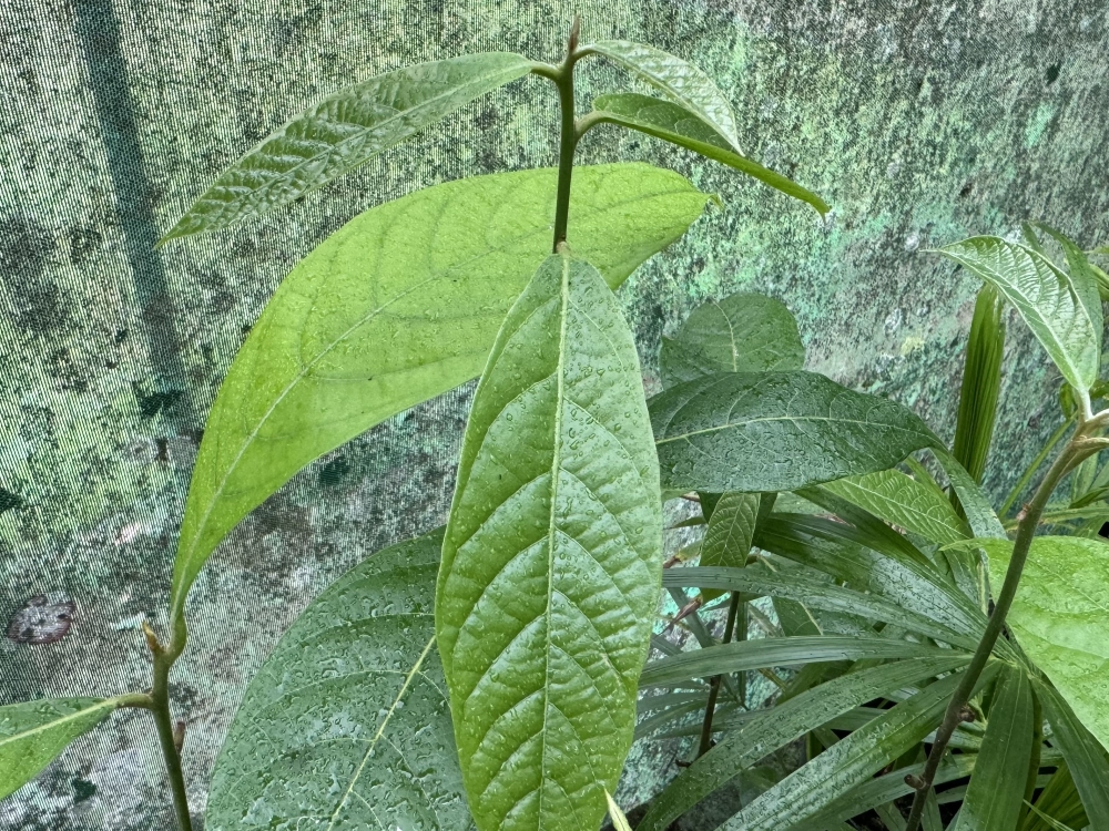 Canela-ferrugem