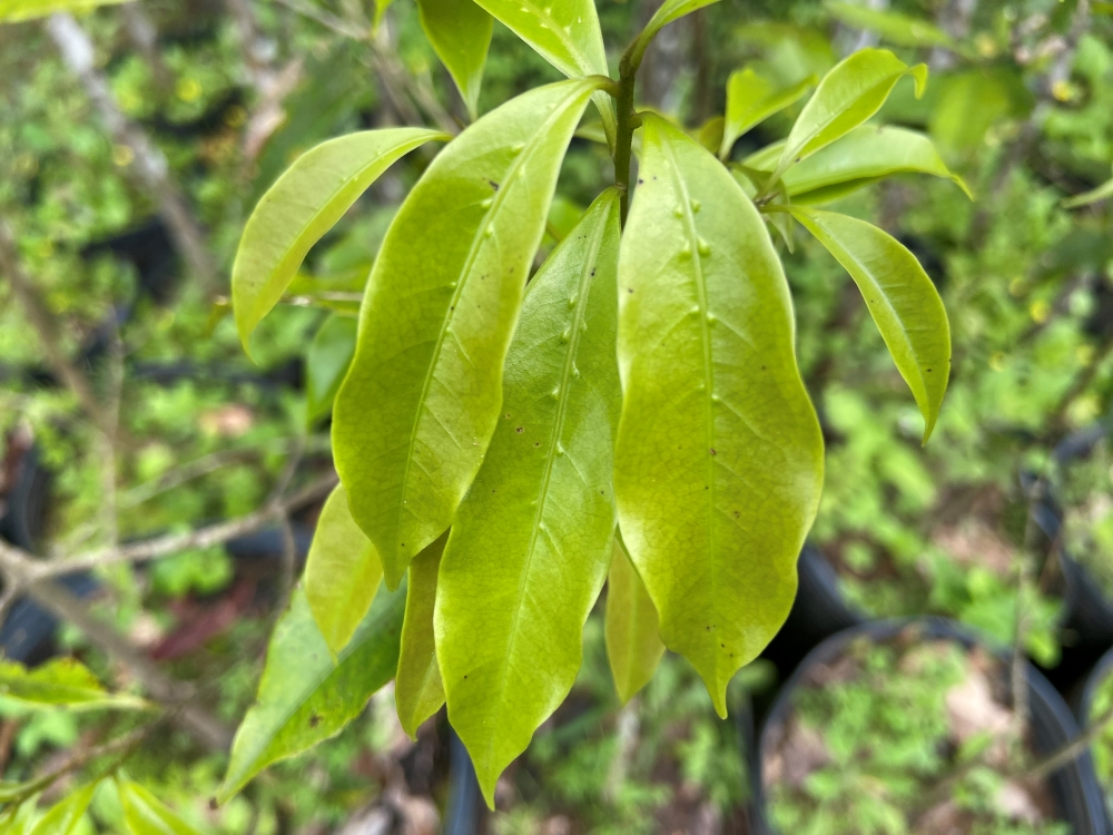 Canela-preta