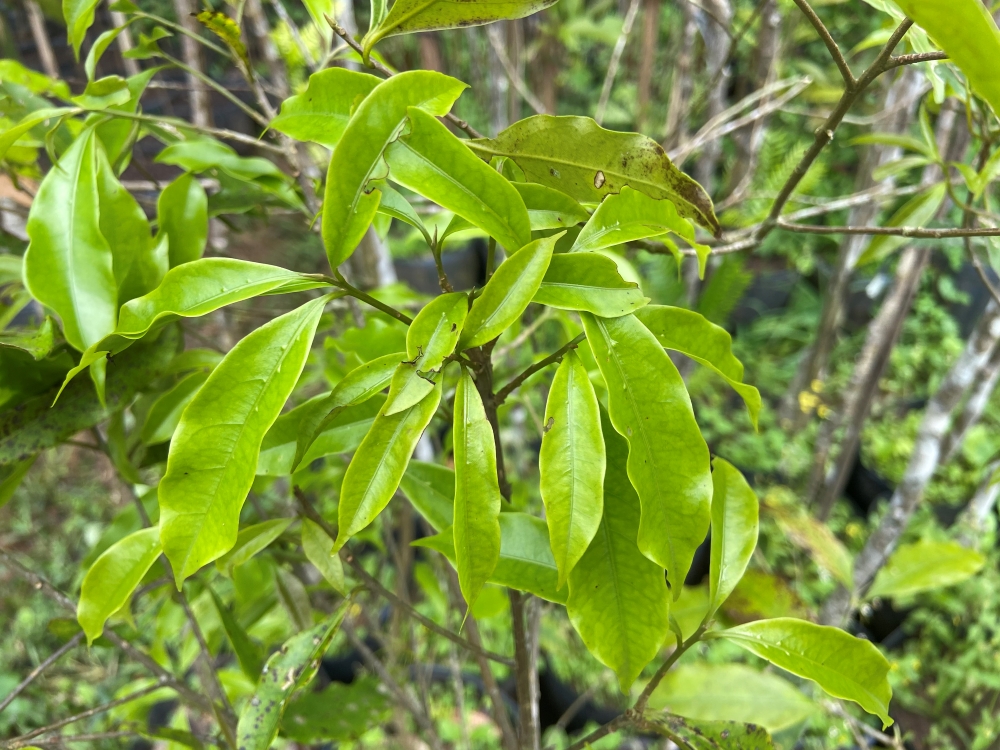 Canela-preta