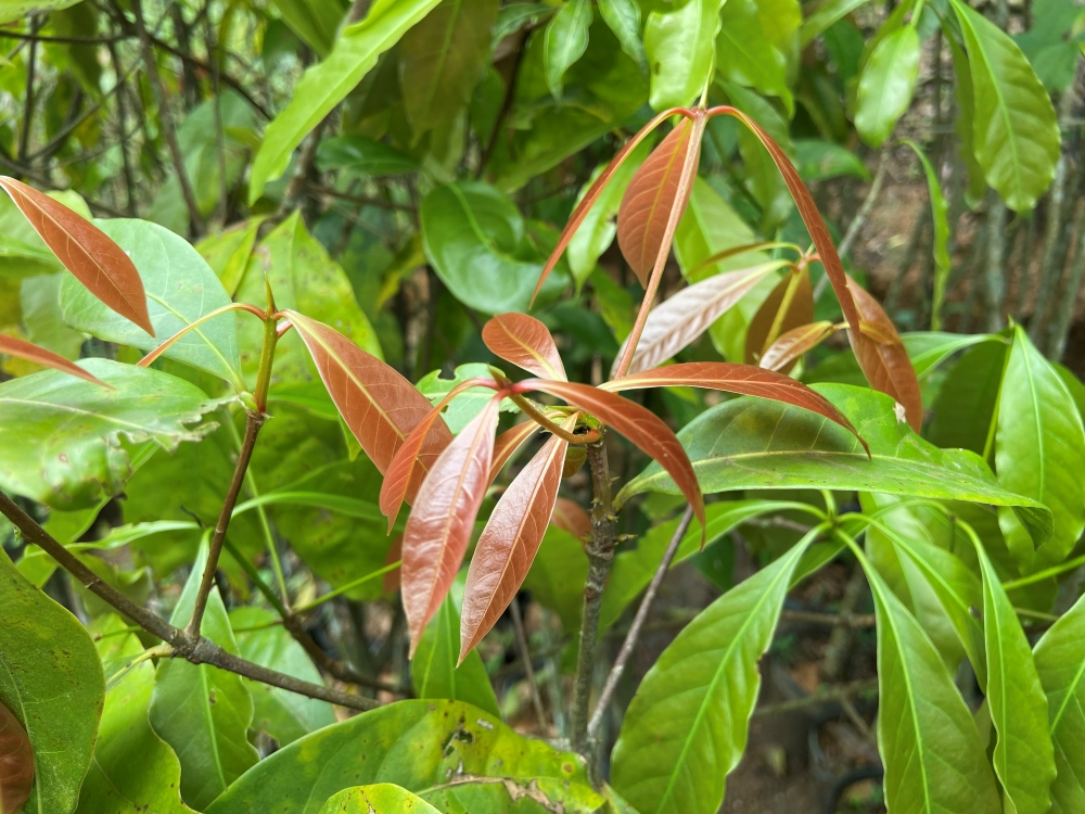 Canela-sassafrás
