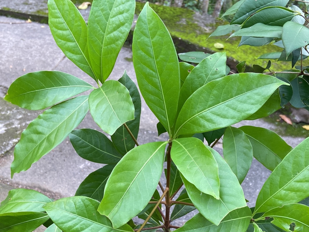 Canela-sassafrás
