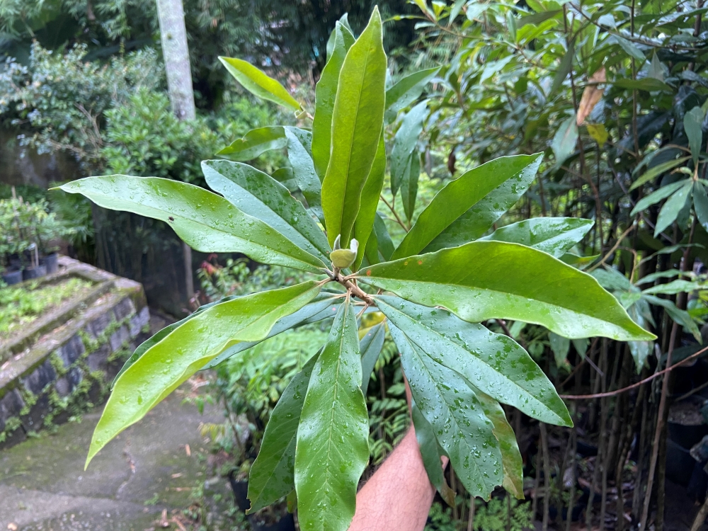 Capororoca