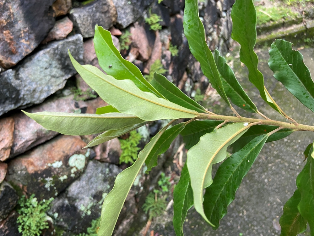 Capororoca