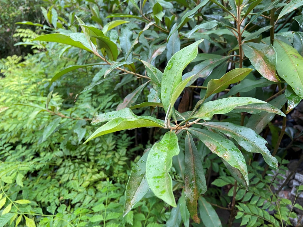 Capororoca