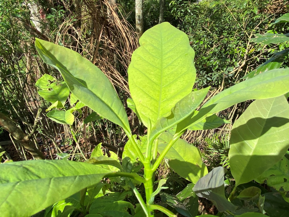 Baguaçu