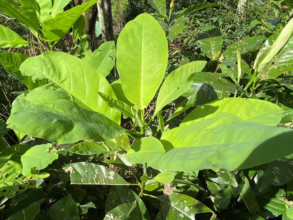 Baguaçu