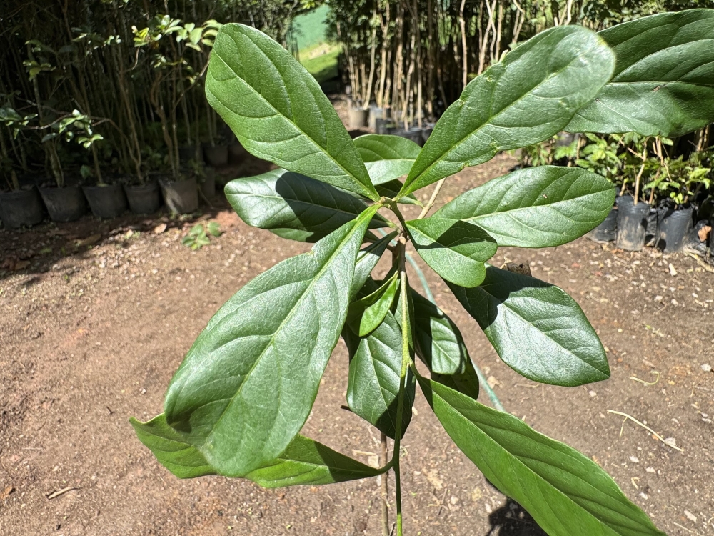 Caqui-do-mato