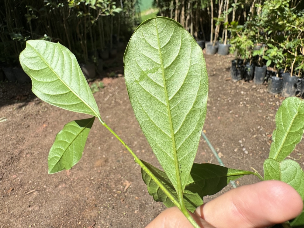 Caqui-do-mato