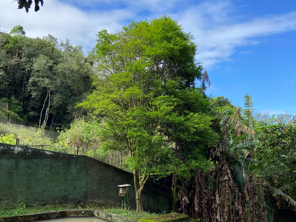 Cereja-do-rio-grande