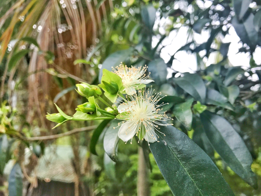 Cereja-do-rio-grande
