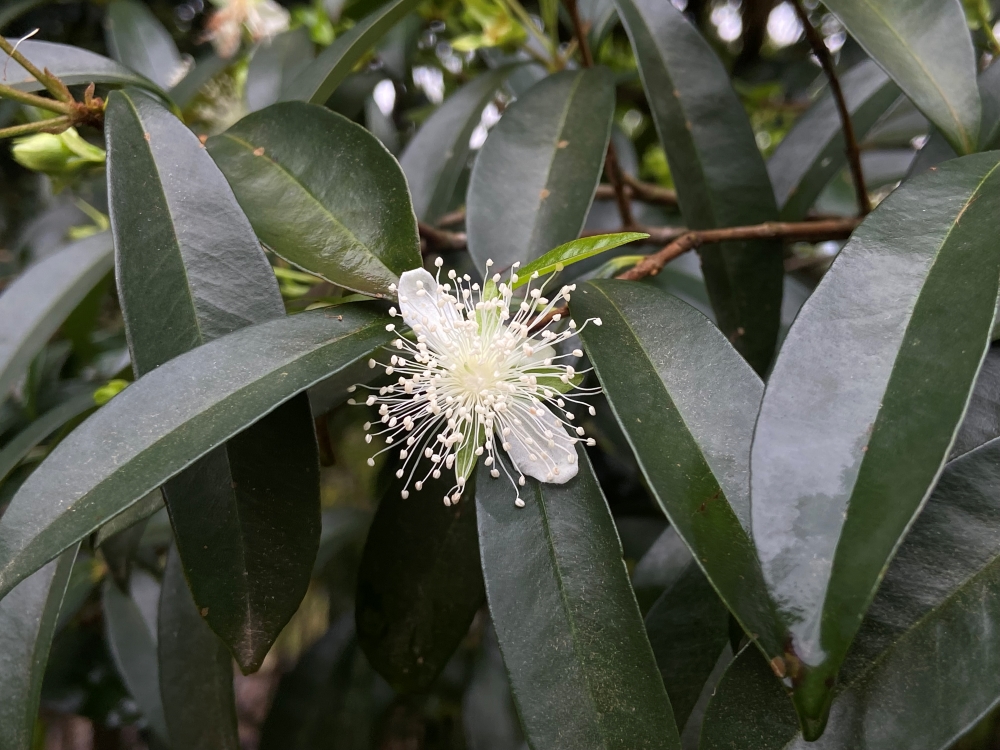 Cereja-do-rio-grande