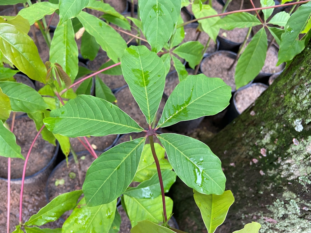 Embiruçu