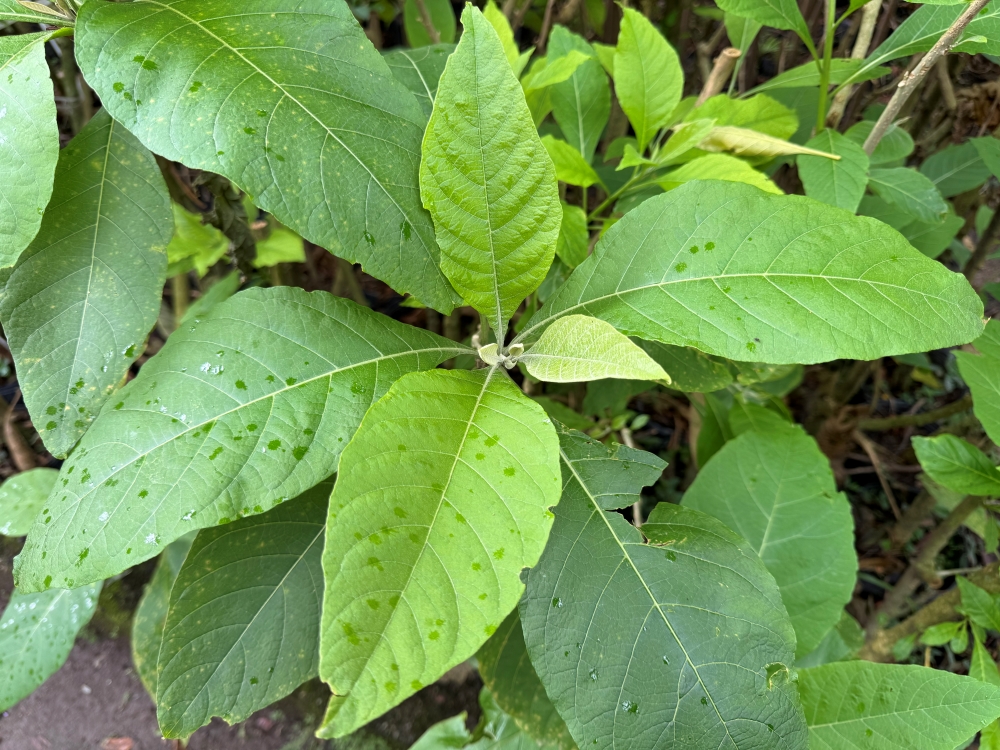 Fruto-do-sabiá