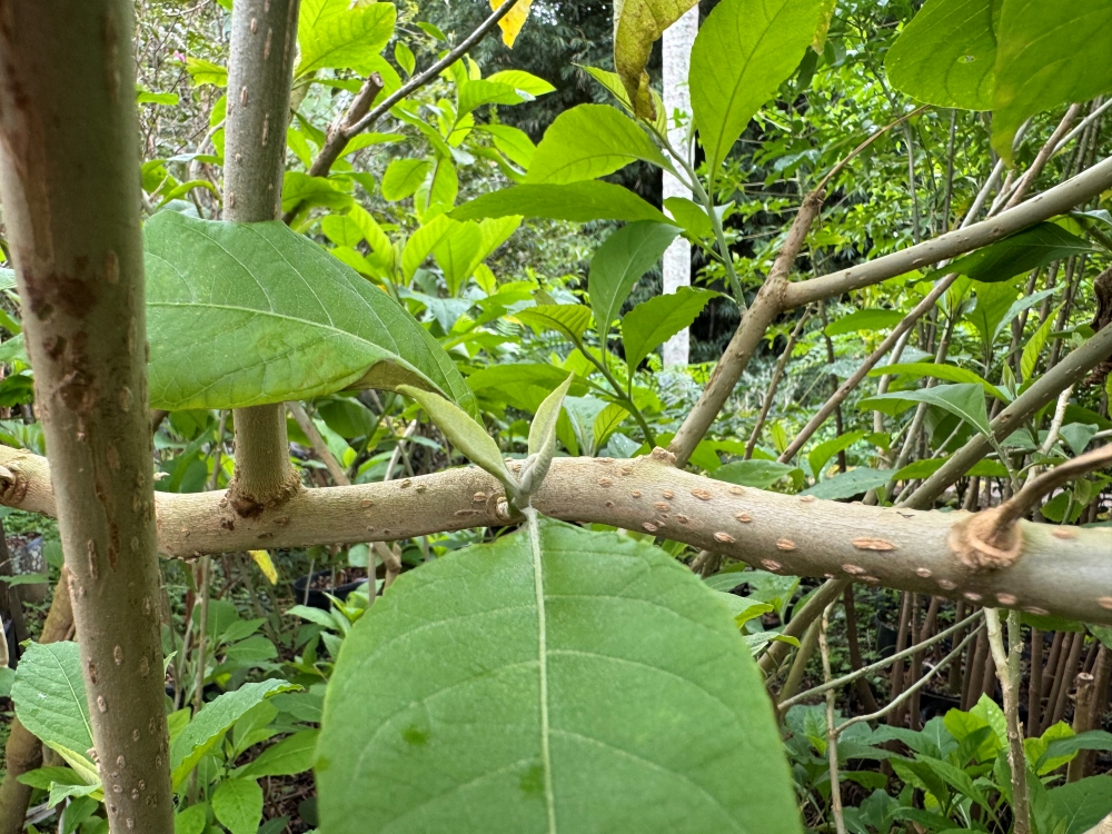 Fruto-do-sabiá