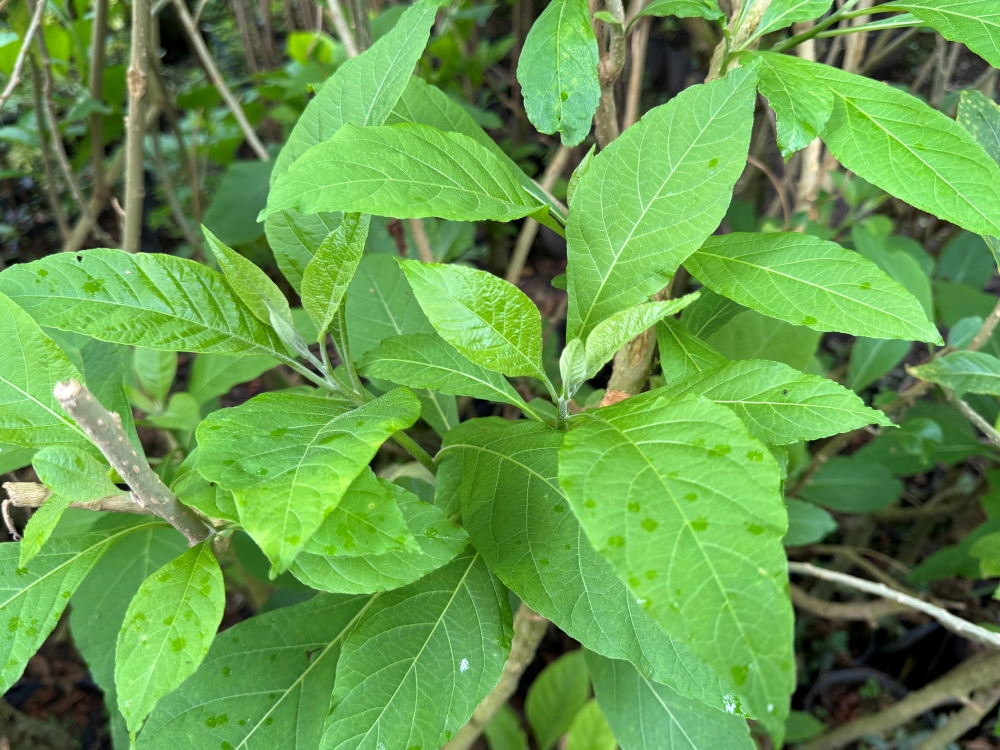Fruto-do-sabiá