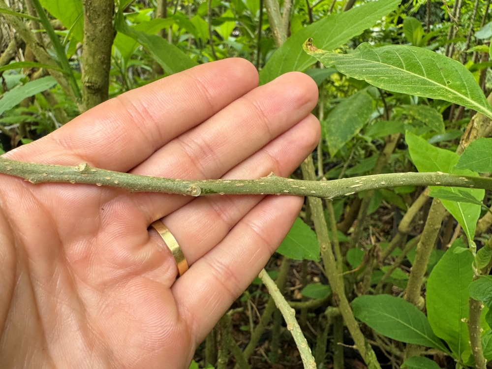 Fruto-do-sabiá