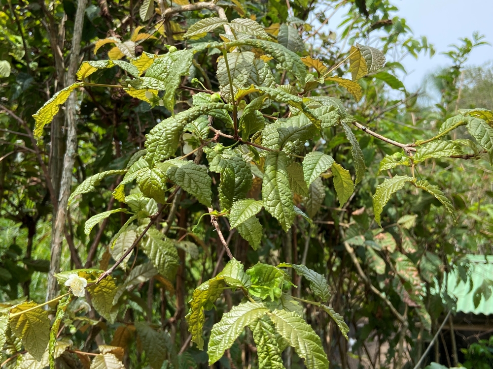 Guabiroba-crespa
