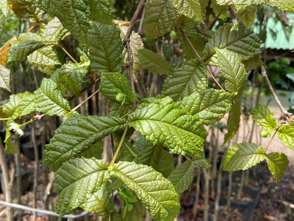Guabiroba-crespa