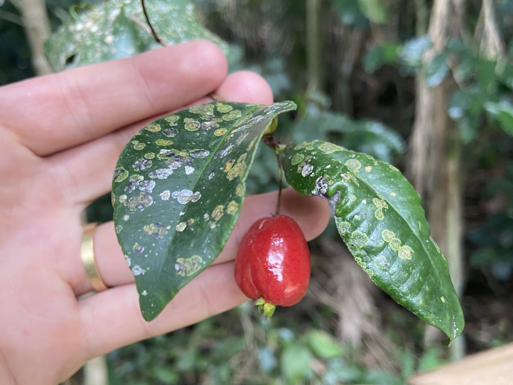 Guamirim-vermelho