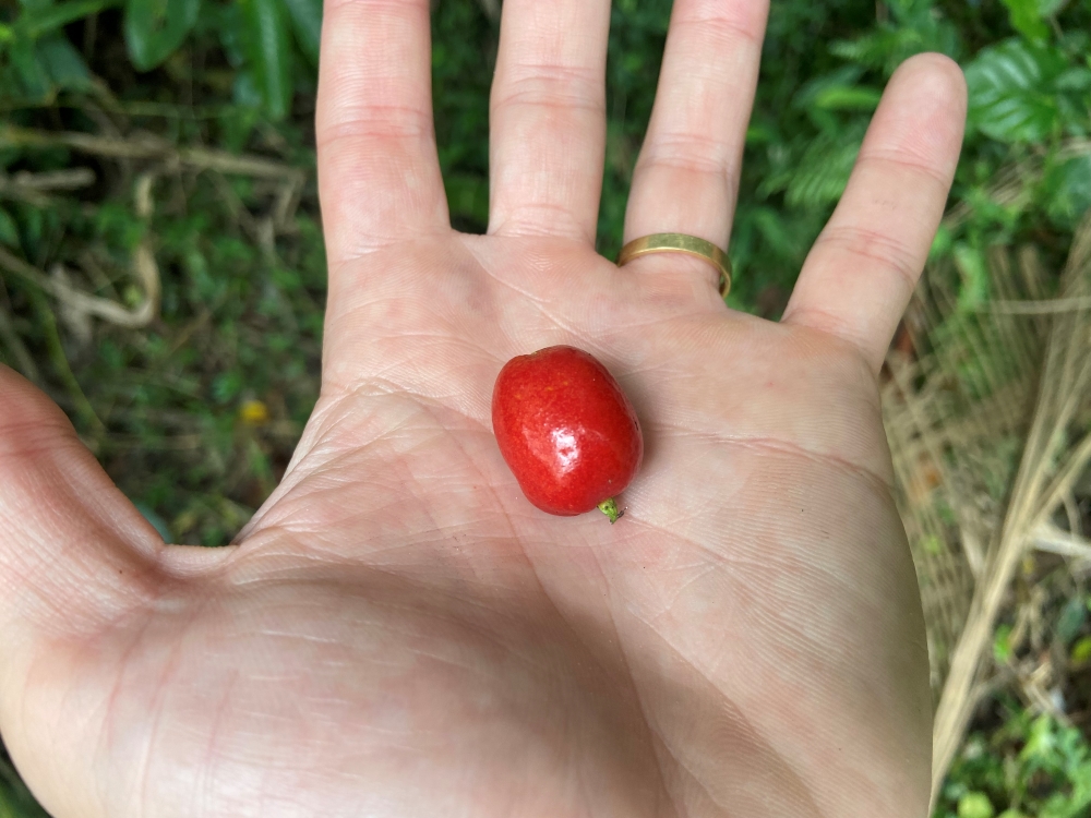 Guamirim-vermelho