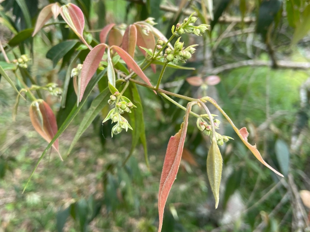 Guamirim-da-folha-fina